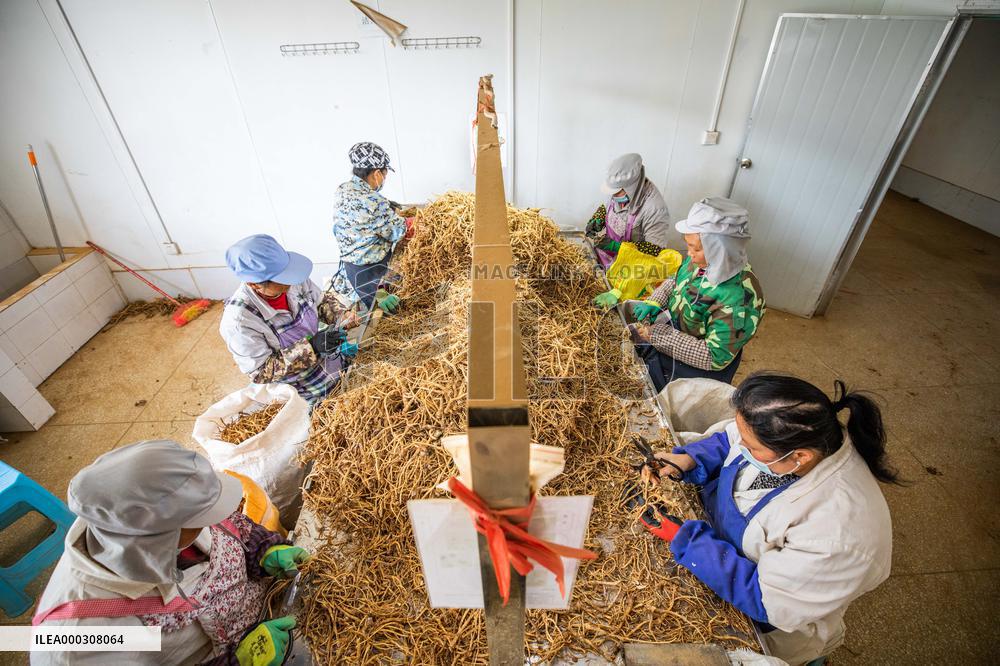 Traditional Chinese Medicine