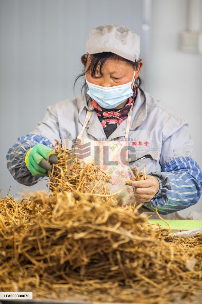 Traditional Chinese Medicine