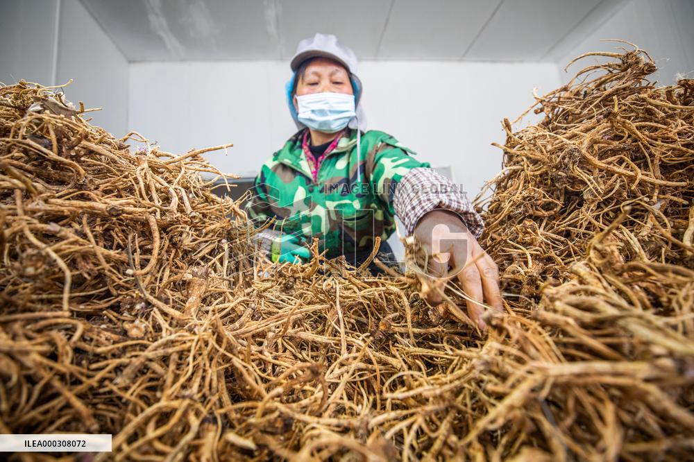 Traditional Chinese Medicine