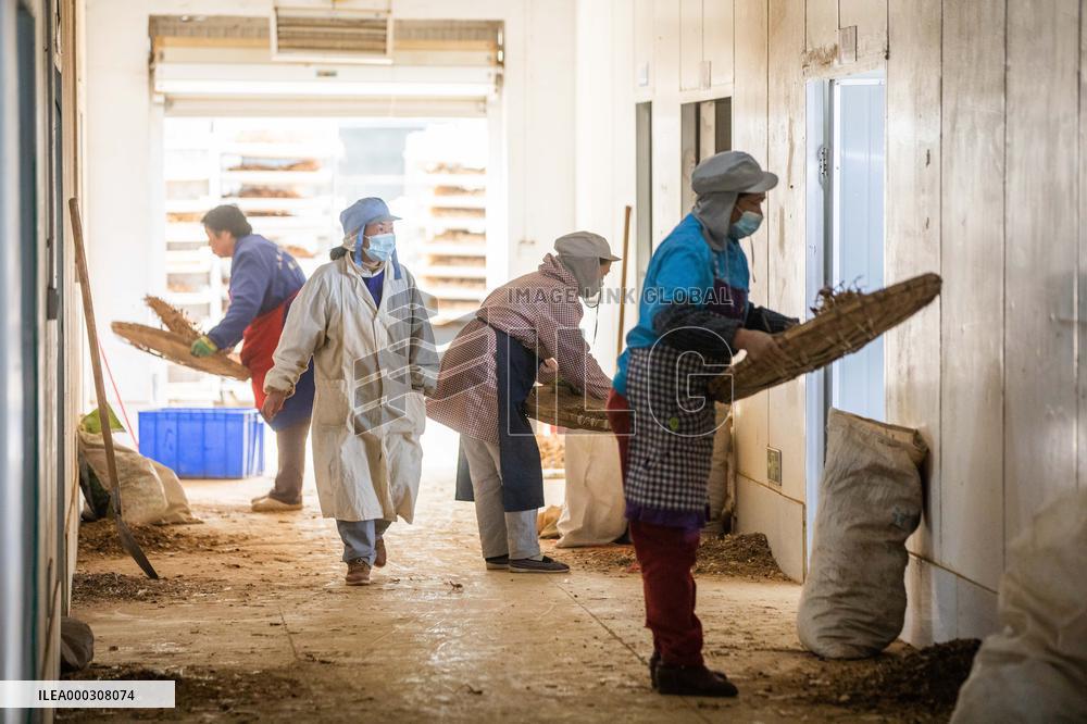 Traditional Chinese Medicine