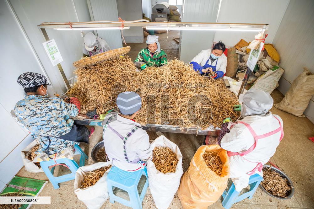 Traditional Chinese Medicine