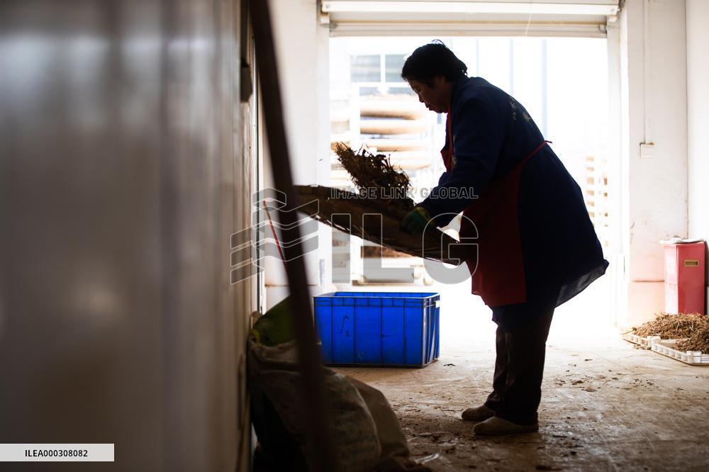 Traditional Chinese Medicine