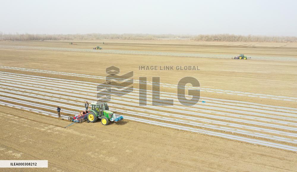 Sowing Cotton in Xinjiang
