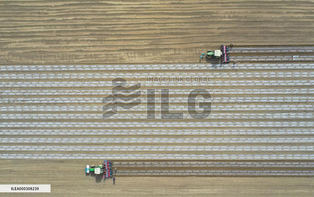 Sowing Cotton in Xinjiang