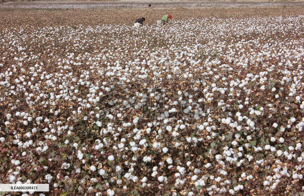 China Xinjiang Cotton