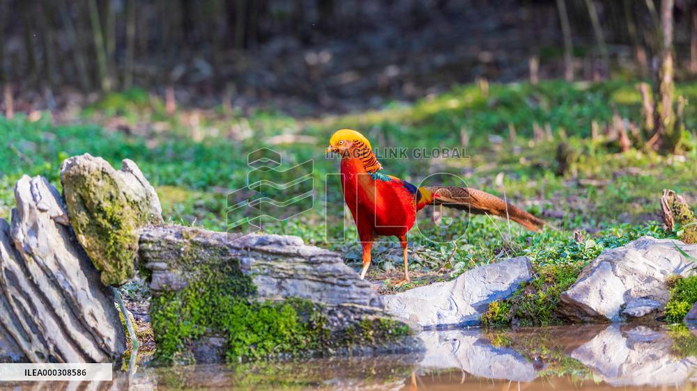 Golden Pheasant