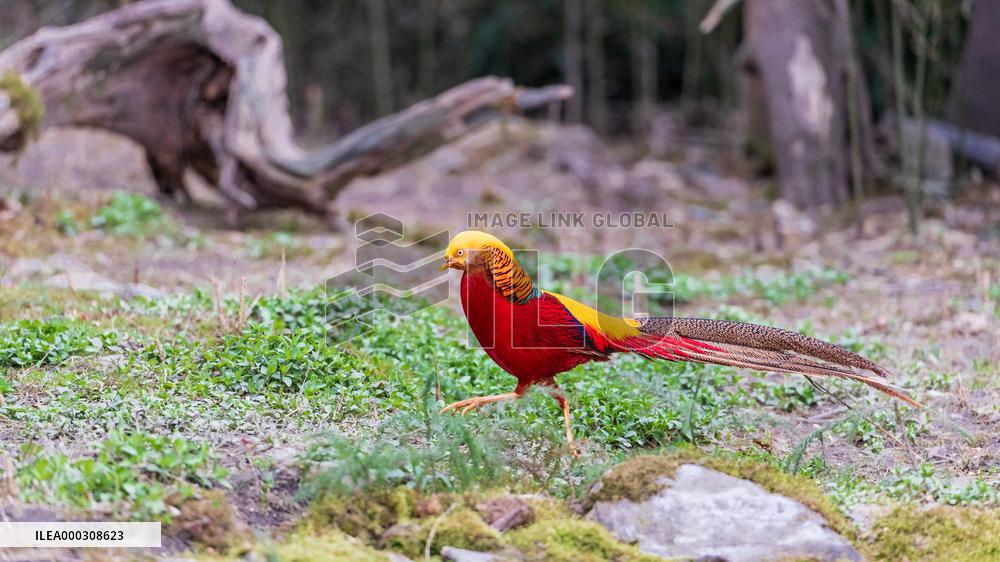 Golden Pheasant