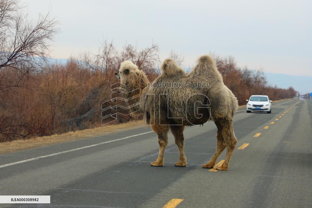 Camel Industry