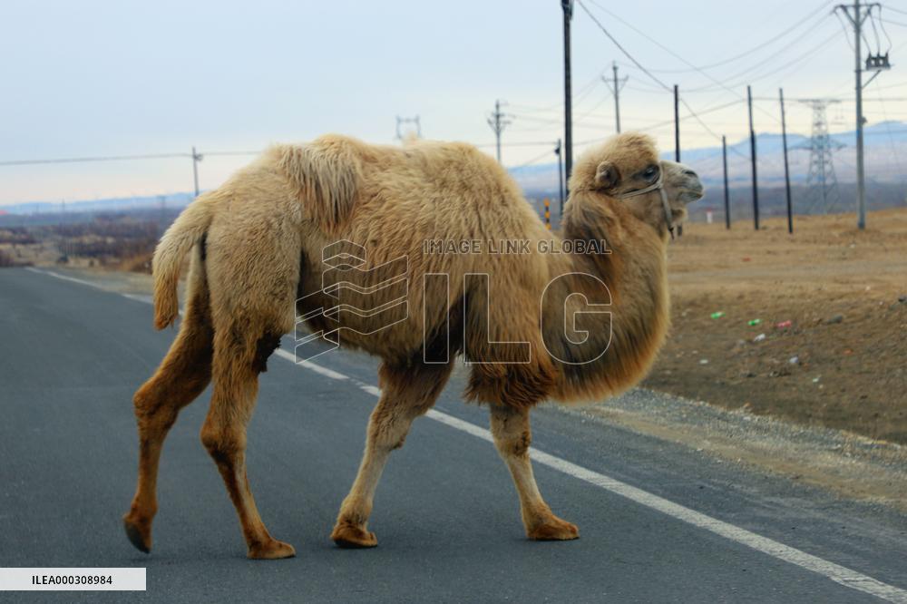 Camel Industry