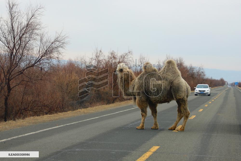 Camel Industry