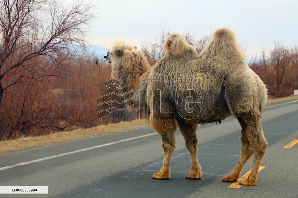 Camel Industry