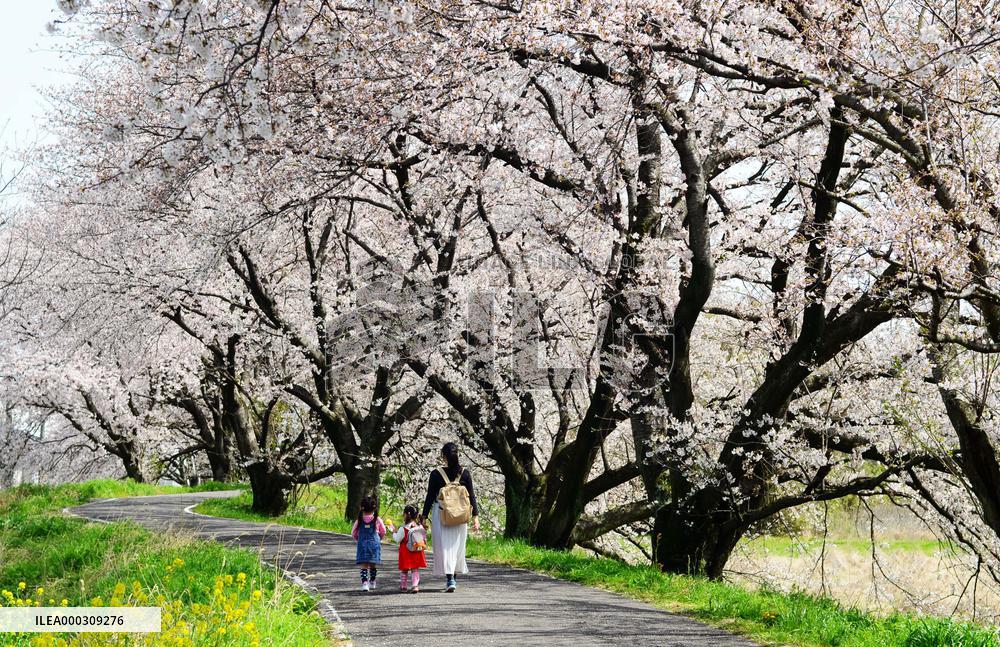 Cherry Blossoms In Japan