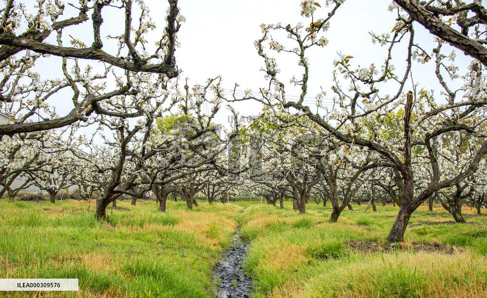 Pear Flowers Blooming