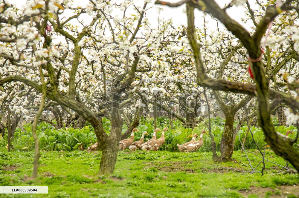 Pear Flowers Blooming