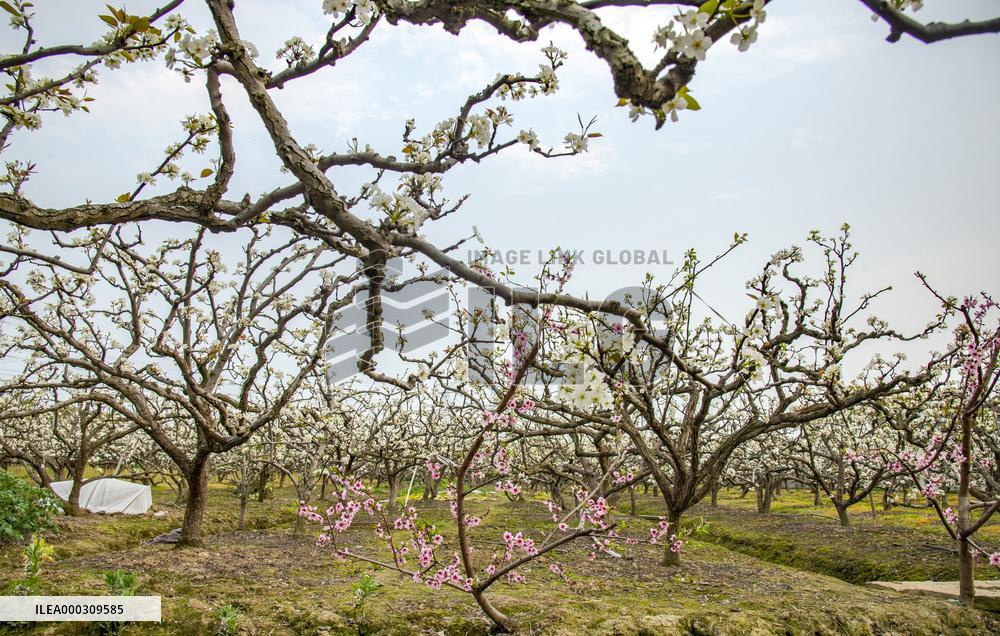 Pear Flowers Blooming