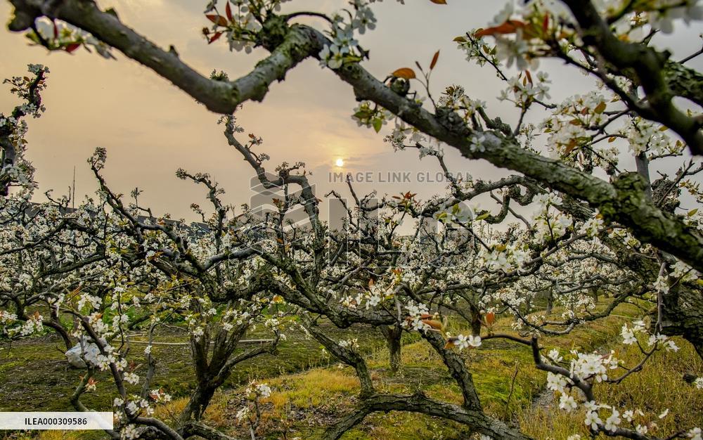 Pear Flowers Blooming
