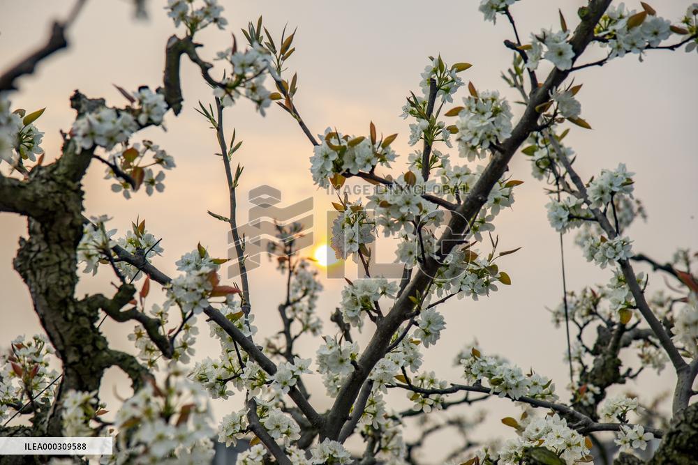 Pear Flowers Blooming