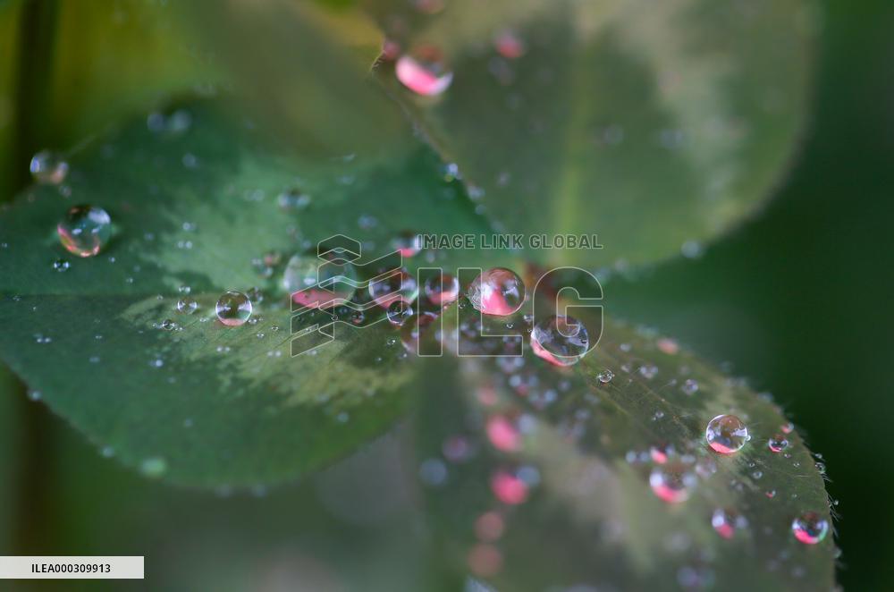 Clover Raindrops