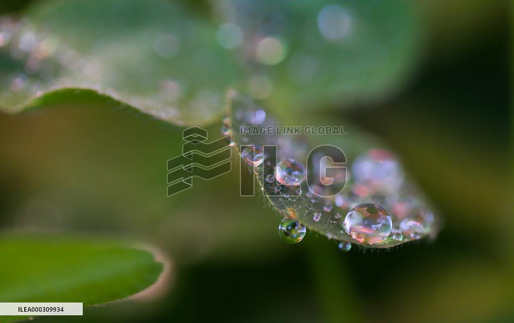 Clover Raindrops