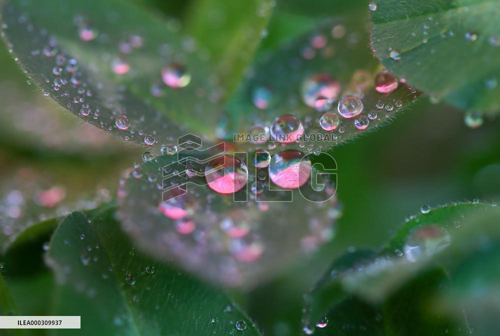 Clover Raindrops