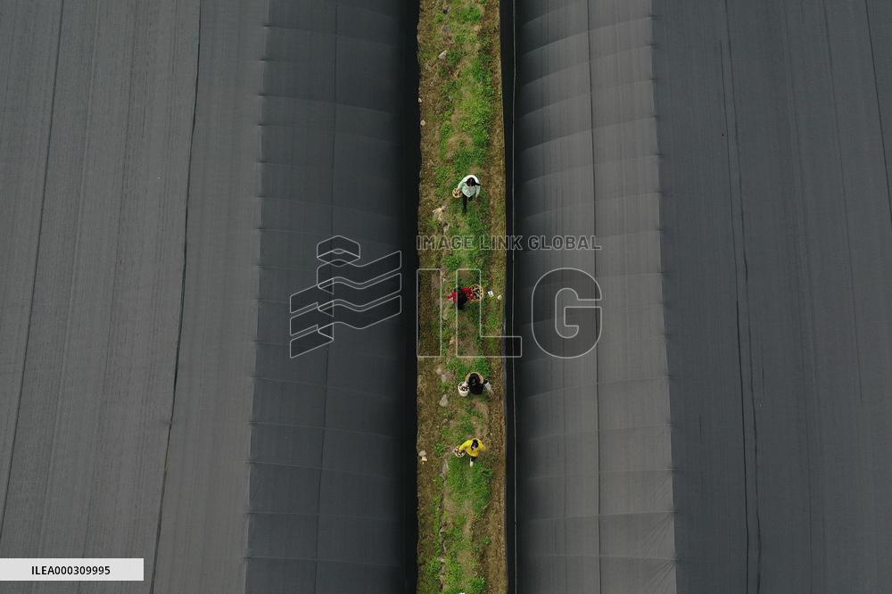 Agricultural Base in Chongqing