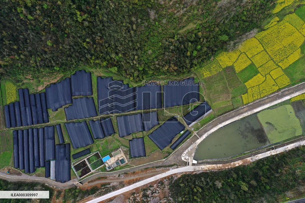 Agricultural Base in Chongqing