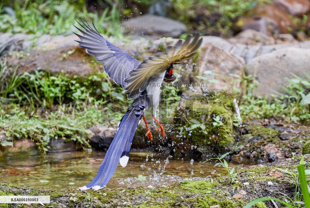 International Bird Day