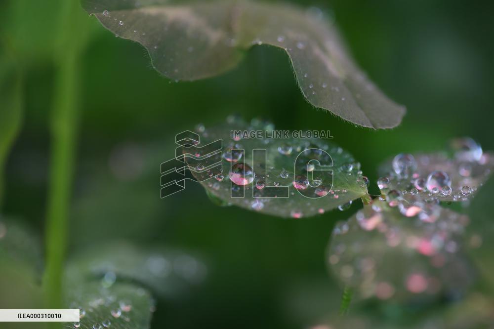 Clover Raindrops