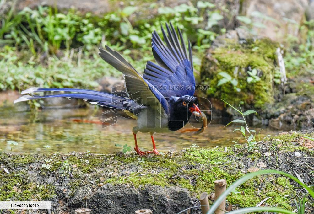 International Bird Day