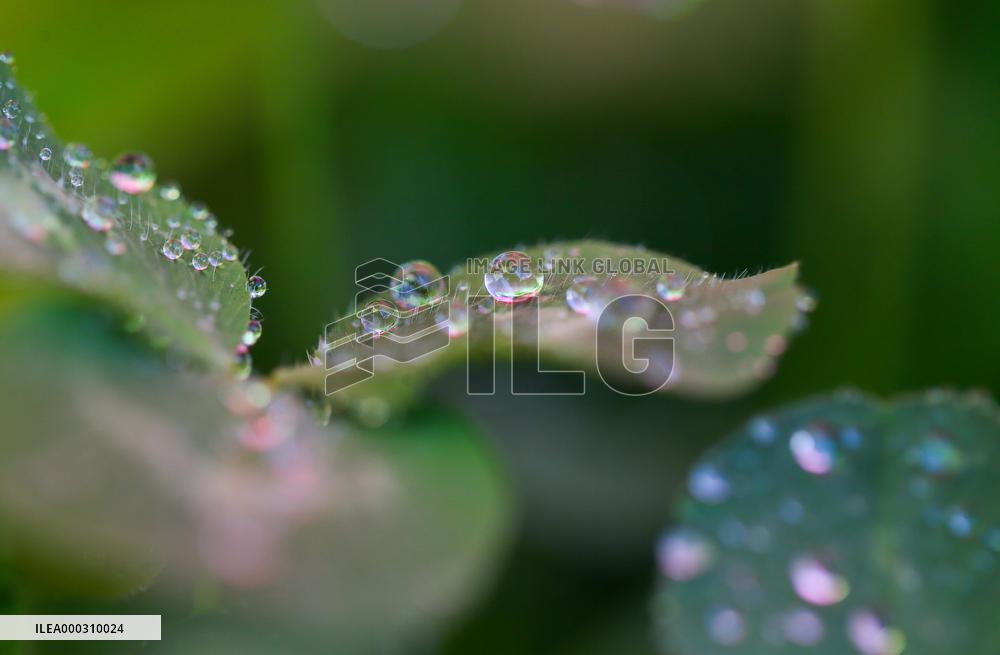 Clover Raindrops