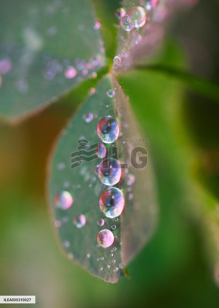 Clover Raindrops