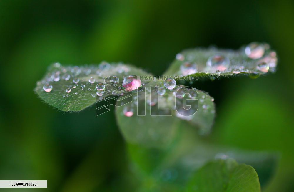 Clover Raindrops
