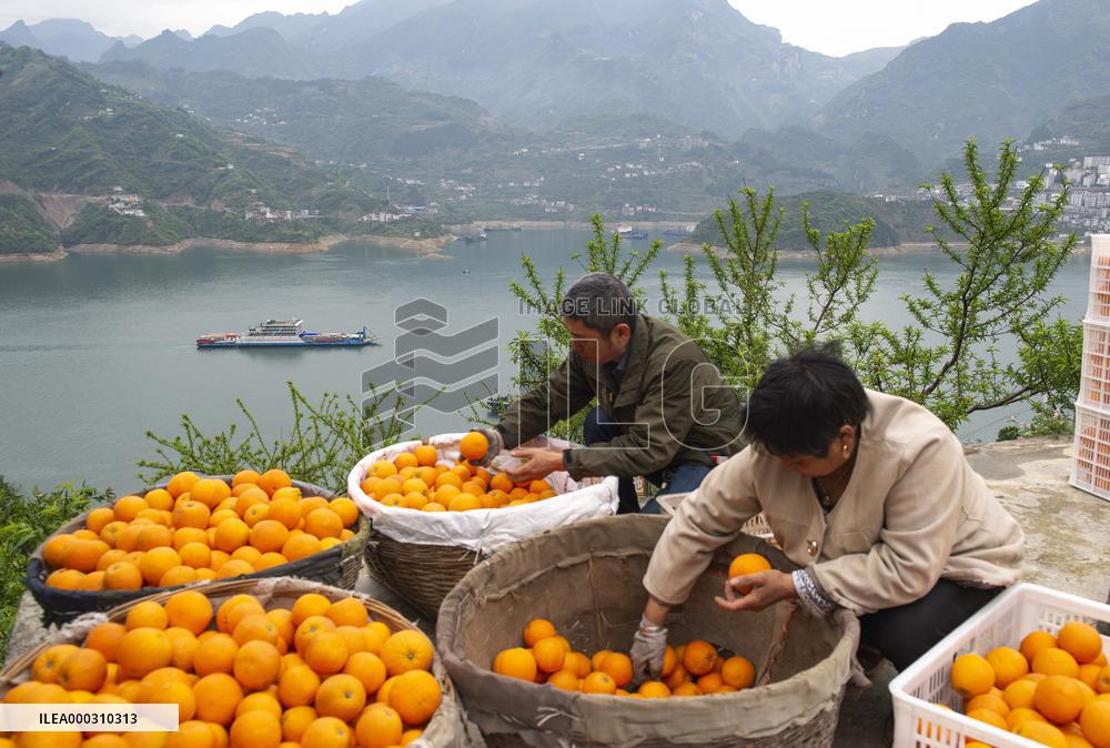 Spring Navel Orange Orchard Along the Yangtze River