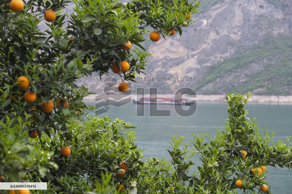 Spring Navel Orange Orchard Along the Yangtze River