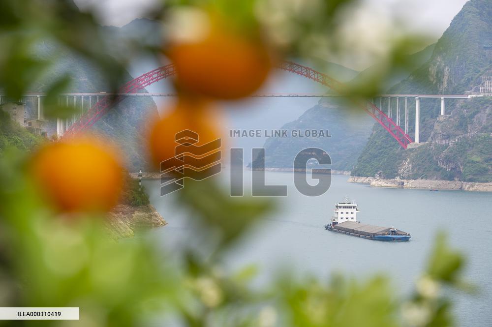 Spring Navel Orange Orchard Along the Yangtze River