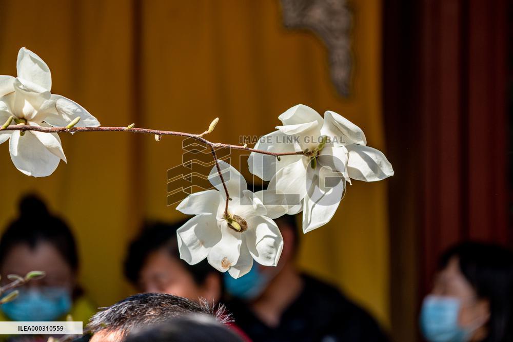Magnolia Flowers in Full Bloom