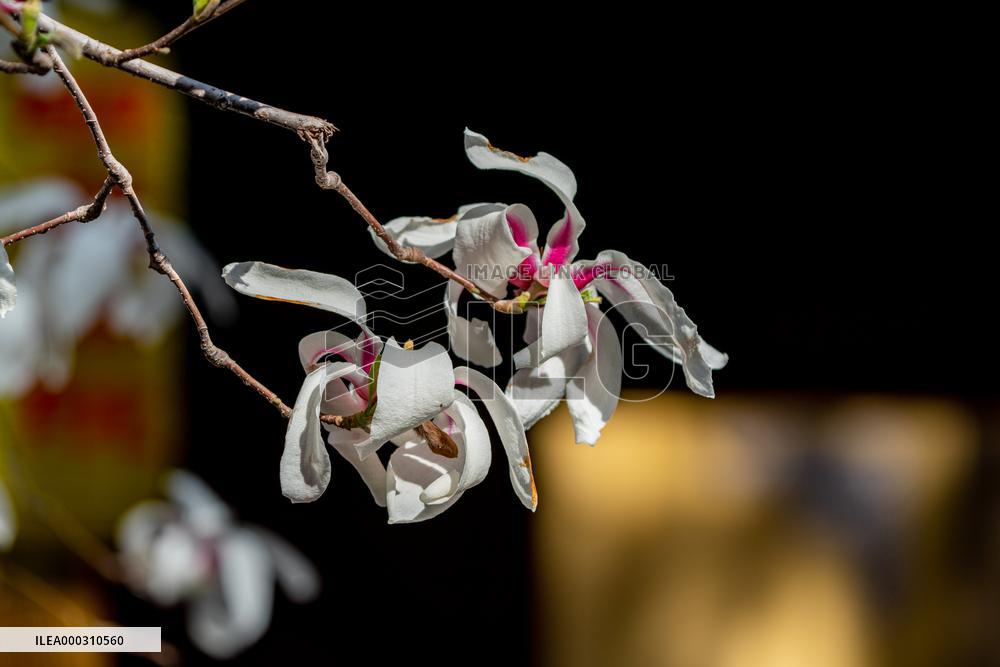 Magnolia Flowers in Full Bloom
