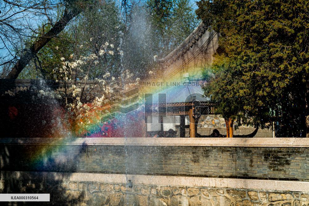 Magnolia Flowers in Full Bloom