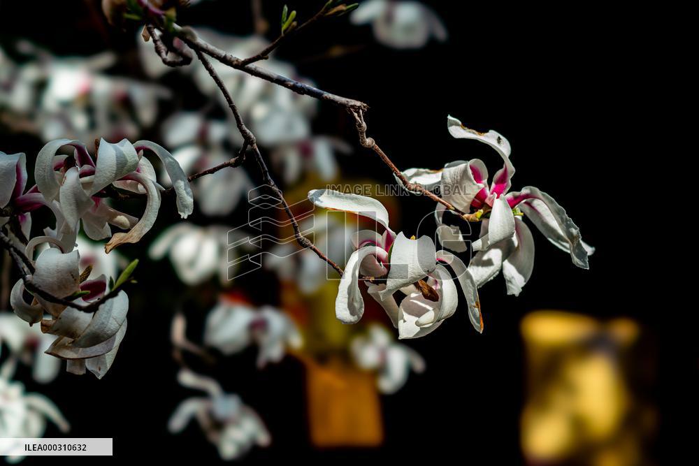 Magnolia Flowers in Full Bloom