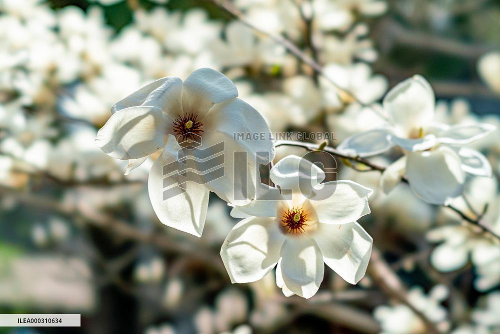 Magnolia Flowers in Full Bloom