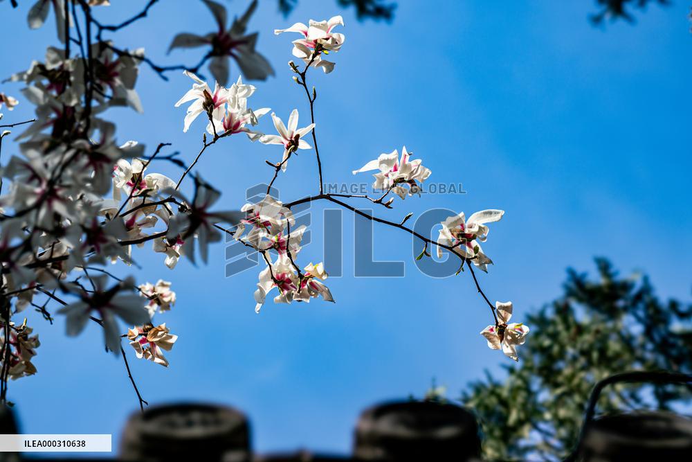 Magnolia Flowers in Full Bloom