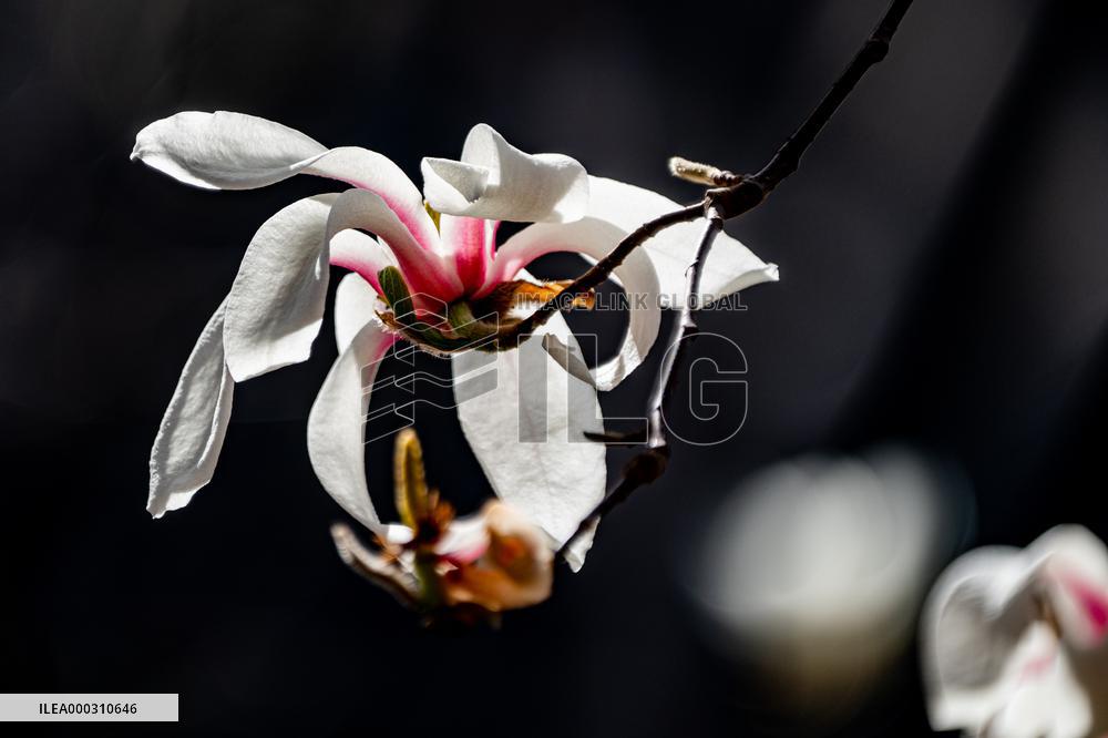 Magnolia Flowers in Full Bloom