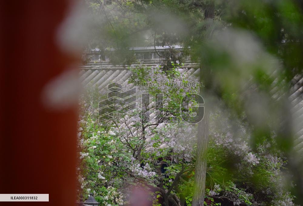Lilac Flowers Bloom At Fayuan Temple