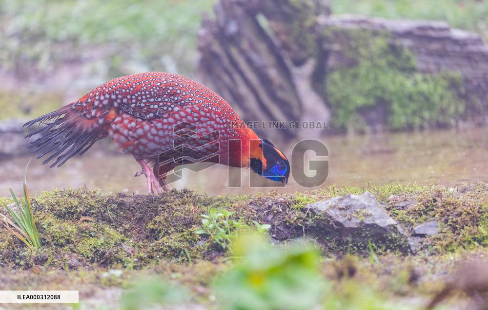 Temminck Tragopan