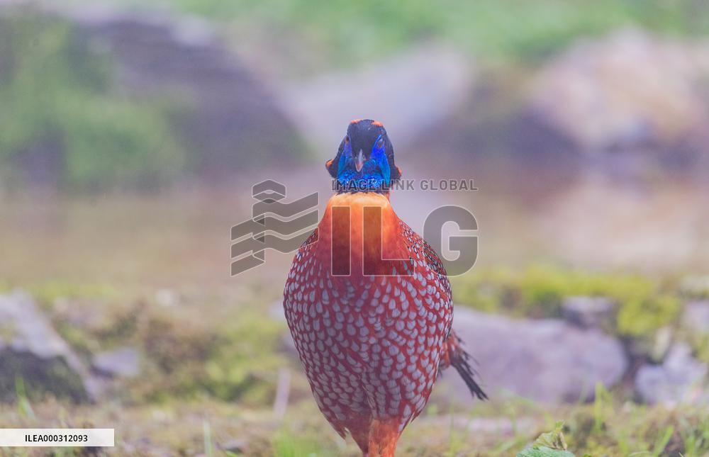 Temminck Tragopan