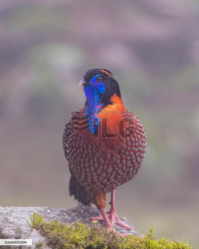 Temminck Tragopan