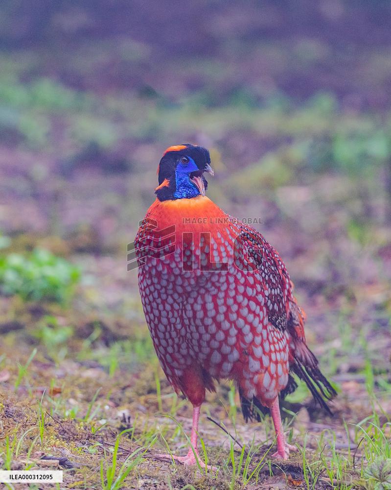 Temminck Tragopan