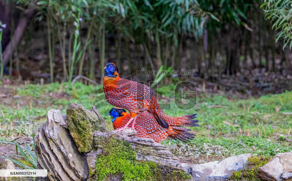 Temminck Tragopan
