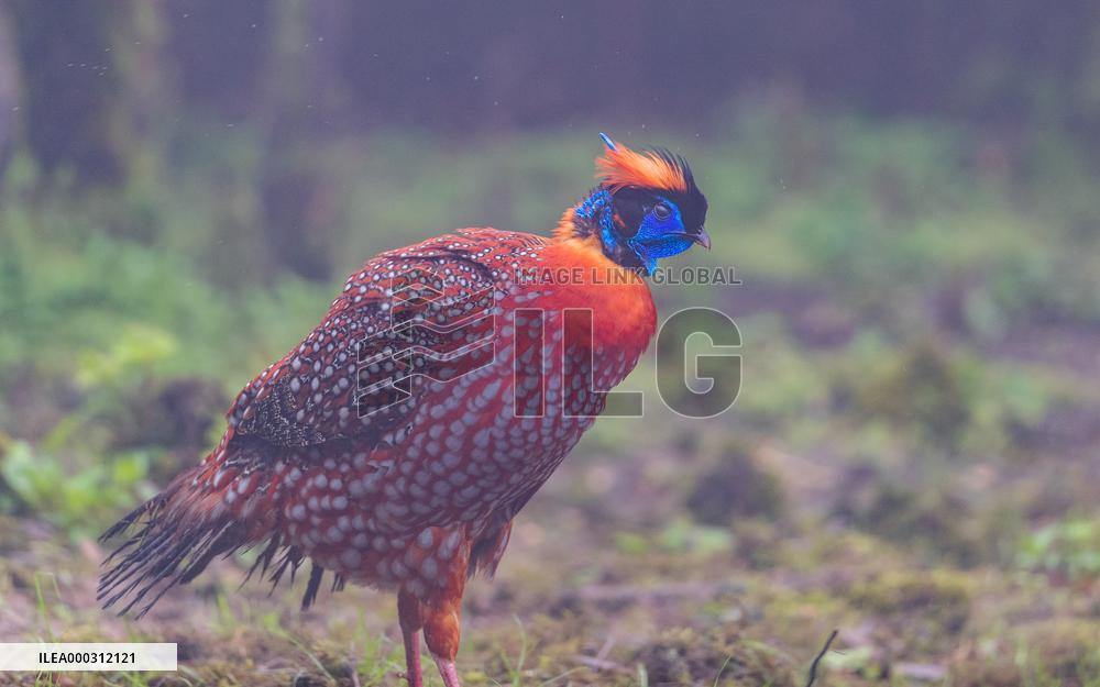 Temminck Tragopan