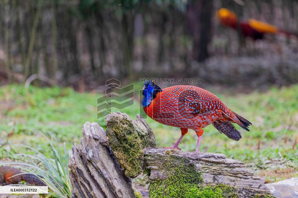 Temminck Tragopan